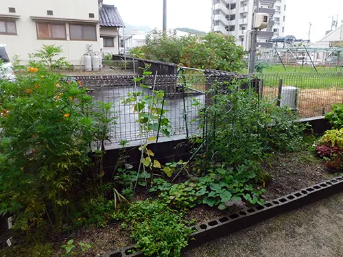 ▲花や実をつける菜園。利用者さまは収穫を楽しみにしているそうです