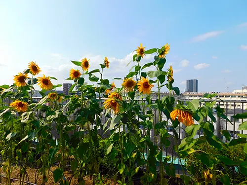 ▲屋上庭園もあり、季節を感じることができる工夫がされています
