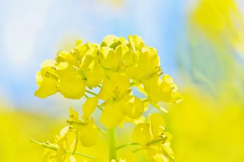 山形耳鼻咽喉科